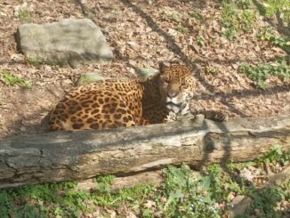 La Regina del Parco safari di Murazzano ha festeggiato un record: 24 anni 2