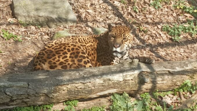 La Regina del Parco safari di Murazzano ha festeggiato un record: 24 anni 2