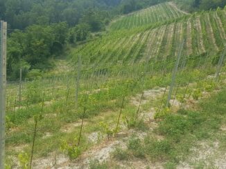 Vigneti, bando Arpea 2026: meno fondi e stop agli anticipi