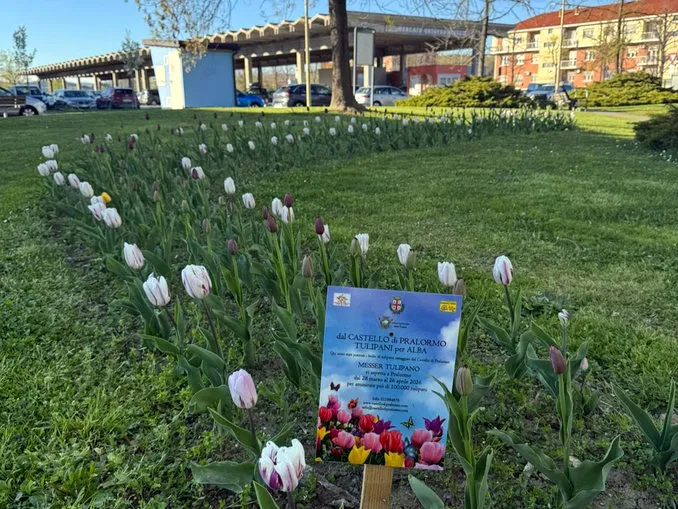 Bozza automatica 837