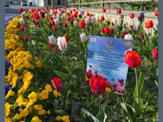 I tulipani donati dal castello di Pralormo alla città di Alba sono fioriti