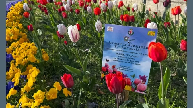 I tulipani donati dal castello di Pralormo alla citt&agrave; di Alba sono fioriti