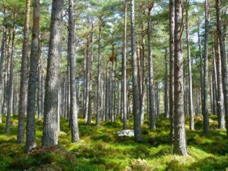 Foreste piemontesi, la Regione punta sui servizi ecosistemici