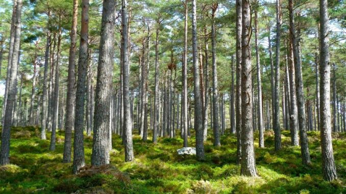 Foreste piemontesi, la Regione punta sui servizi ecosistemici