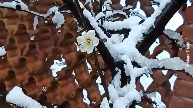 ​Il miracolo che arriva a Cracovia: i fiori in inverno a Bra incantano il mondo