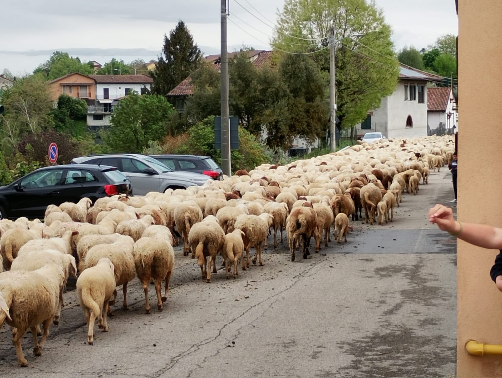 Il passaggio di un gregge nei paesi ha ricordato i tempi della transumanza