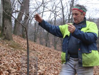 Castagna Cuneo Igp: Bellone guida il Consorzio