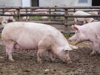 Fossano: seminario gratuito su Classy Farm e benessere animale