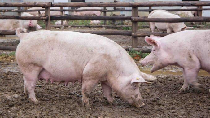 Fossano: seminario gratuito su Classy Farm e benessere animale