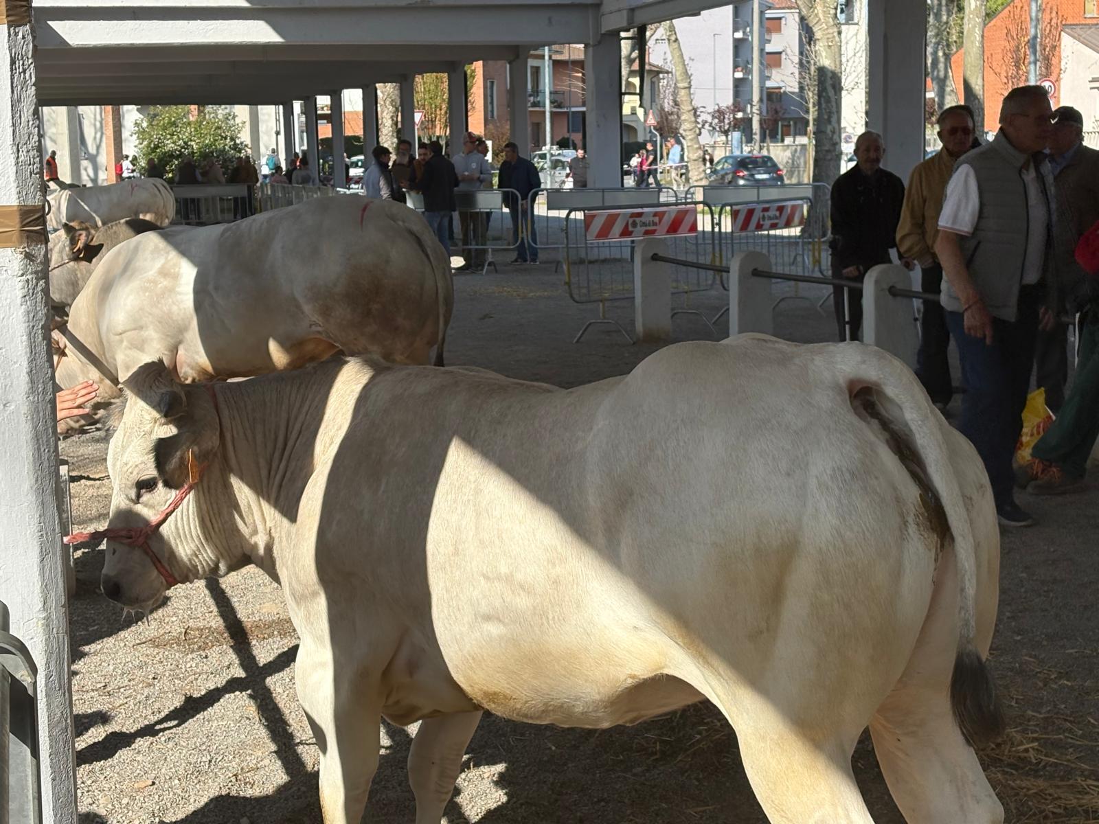Bra: Pasquetta di festa tra fiera e tradizione 20