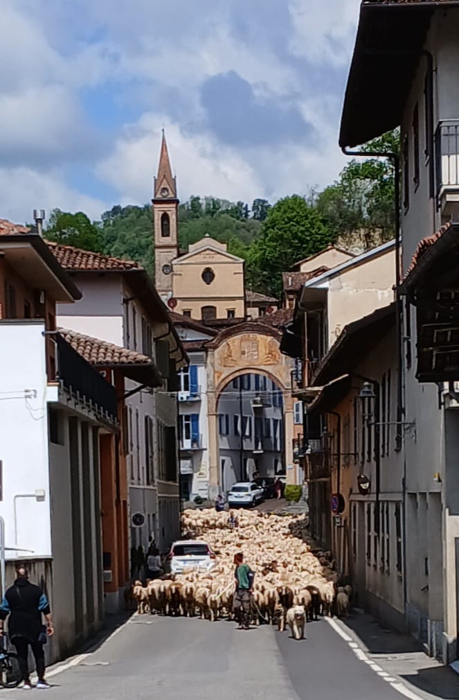 Il passaggio di un gregge nei paesi ha ricordartore i tempi della transumanza