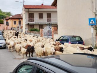 Il passaggio di un gregge nei paesi ha ricordartore i tempi della transumanza 1
