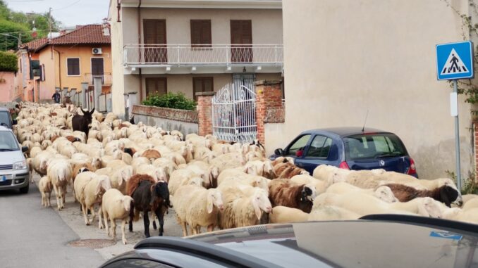 Il passaggio di un gregge nei paesi ha ricordartore i tempi della transumanza 1