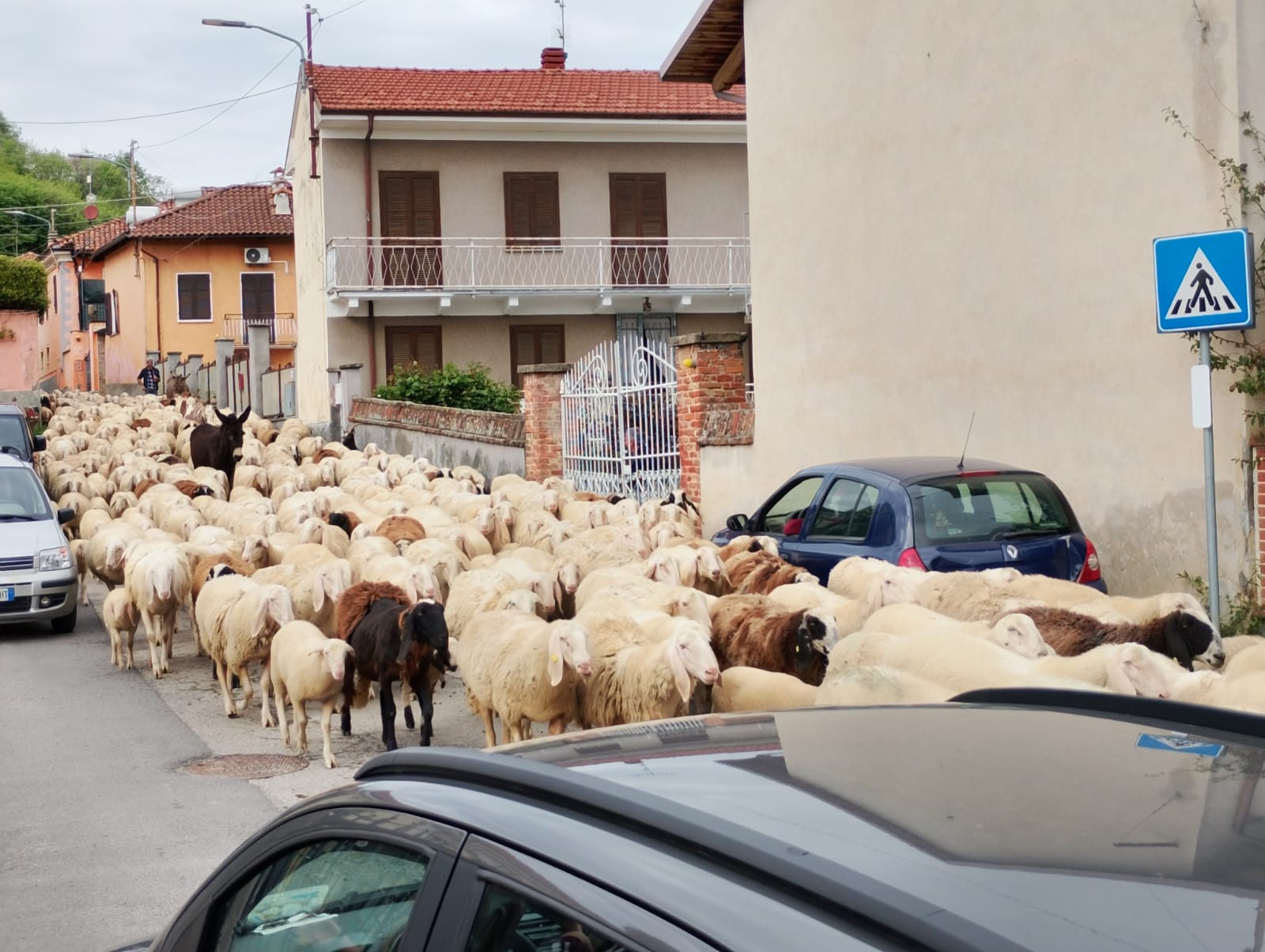 Il passaggio di un gregge nei paesi ha ricordartore i tempi della transumanza 1