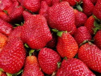 A Monteu Roero, il 3 maggio, verr&agrave; ianugurato il Mercato della terra