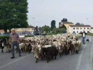 Transumanza / Un gregge di ovini sulle strade attorno a Pollenzo