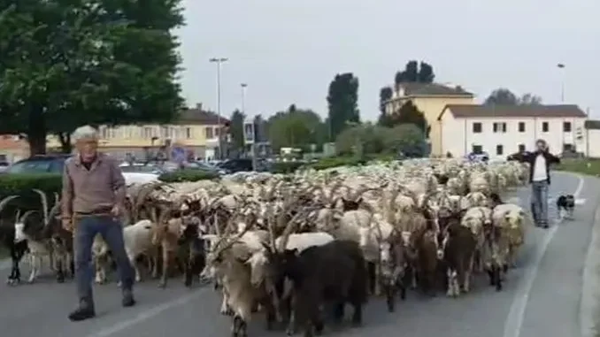 Transumanza / Un gregge di ovini sulle strade attorno a Pollenzo