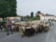 Transumanza / Un gregge di ovini sulle strade attorno a Pollenzo