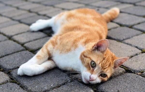 Gatti investiti: l’appello di Amici di Zampa ai Comuni