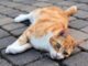 Gatti investiti: l’appello di Amici di Zampa ai Comuni