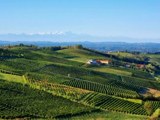 I Comuni del Moscato chiedono attenzione ed equilibrio nelle decisioni per la prossima vendemmia