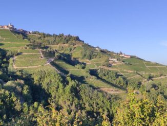 Vendemmia Moscato d'Asti, agricoltori e sindaci: &laquo;Gli 85 quintali per ettaro sono il limite massimo sostenibile&raquo;