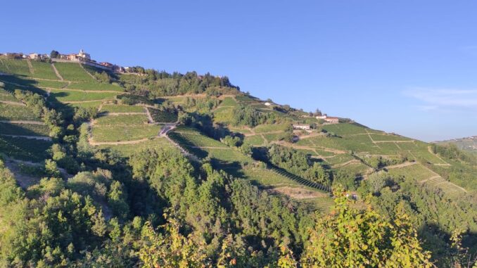 Vendemmia Moscato d'Asti, agricoltori e sindaci: &laquo;Gli 85 quintali per ettaro sono il limite massimo sostenibile&raquo;