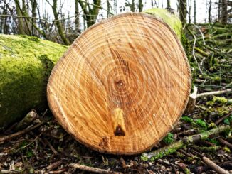 AMBIENTE / L'obiettivo è azzerare il consumo di suolo, per la Comunità Laudato si' serve depavimentare