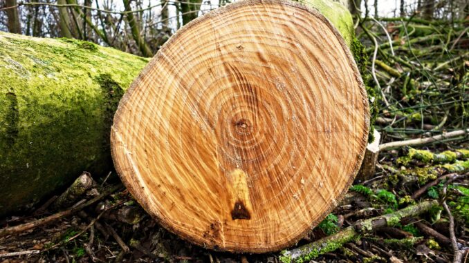 AMBIENTE / L'obiettivo è azzerare il consumo di suolo, per la Comunità Laudato si' serve depavimentare