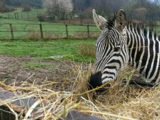 Grandinata a Murazzano, salvi gli animali del Parco safari ma gravi danni per il maltempo