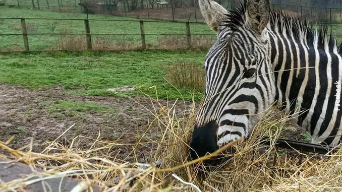 Grandinata a Murazzano, salvi gli animali del Parco safari ma gravi danni per il maltempo