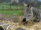 Grandinata a Murazzano, salvi gli animali del Parco safari ma gravi danni per il maltempo