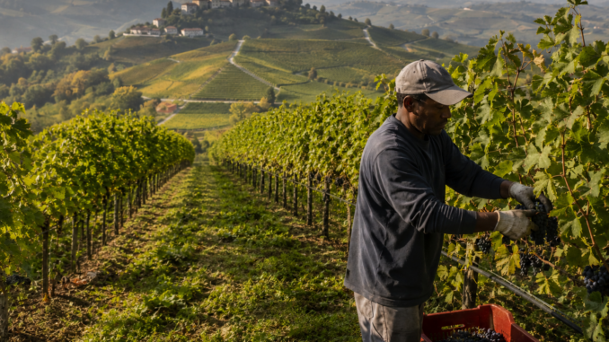 16mila stagionali reggono l'agricoltura cuneese: 5mila nelle vigne Unesco