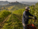 16mila stagionali reggono l'agricoltura cuneese: 5mila nelle vigne Unesco