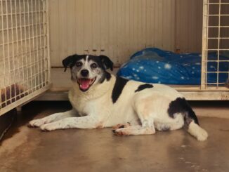 Dogliani: appello per ritrovare la famiglia di Eugenio, il cane salvato dietro una legnaia