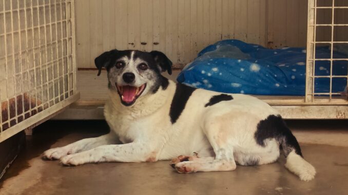 Dogliani: appello per ritrovare la famiglia di Eugenio, il cane salvato dietro una legnaia