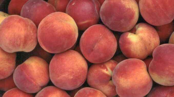 Raccolta pesche in anticipo: qualit&agrave; eccellente, ma pesano i costi di produzione