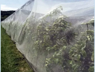 Reti anti Popillia japonica: la Regione Piemonte stanzia contributi per le reti di contenimento