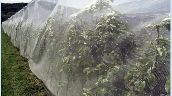 Reti anti Popillia japonica: la Regione Piemonte stanzia contributi per le reti di contenimento
