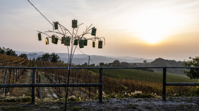 L’arte caratterizza i Notturni sulla strada romantica a Mombarcaro e Neive