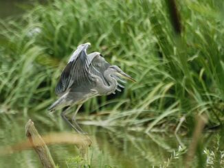 ITINERARI / Le Oasi della Lipu a difesa della biodiversità e dell’avifauna