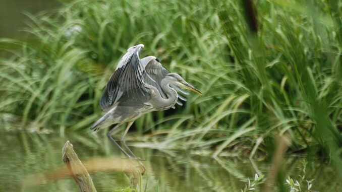 ITINERARI / Le Oasi della Lipu a difesa della biodiversit&agrave; e dell&rsquo;avifauna