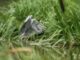 ITINERARI / Le Oasi della Lipu a difesa della biodiversità e dell’avifauna