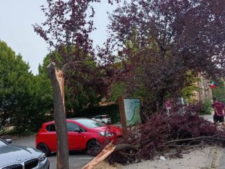 L'analisi / Alberi caduti per il forte vento: «La manutenzione non basta