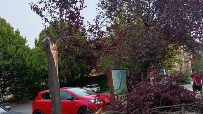 L'analisi / Alberi caduti per il forte vento: &laquo;La manutenzione non basta