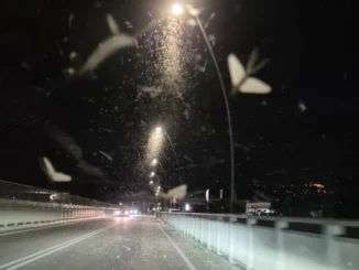 Ad Alba è iniziata la stagione delle effimere sul ponte del Tanaro 1