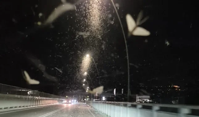 Ad Alba &egrave; iniziata la stagione delle effimere sul ponte del Tanaro 1