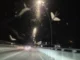 Ad Alba è iniziata la stagione delle effimere sul ponte del Tanaro 1