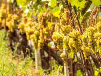 In Sicilia la vendemmia è già iniziata; in Piemonte c'è attesa per un annata di qualità