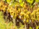 In Sicilia la vendemmia è già iniziata; in Piemonte c'è attesa per un annata di qualità